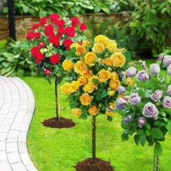 Stammrosen-Kollektion (x3) - Drei Farben auf Augenhöhe