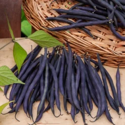 Stangenbohne mit violetten Hülsen - Lila Ernte, leicht gemacht