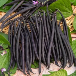 Stangenbohne mit violetten Hülsen - Lila Ernte, leicht gemacht