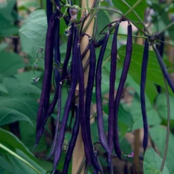 Stangenbohne mit violetten Hülsen - Lila Ernte, leicht gemacht