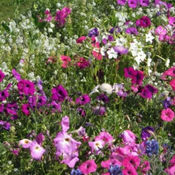 Stark duftende Blumenmischung - Ein Meer aus Duft und Farbe