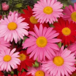 Stauden-Chrysantheme & Pyrethrum 'Robinson's Giants' Mischung - Bunte Sträuße den ganzen Sommer