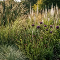 5 Stauden für eine Blumenwiese - Wiese statt Rasen