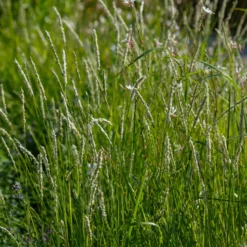 5 Stauden für eine Blumenwiese - Wiese statt Rasen
