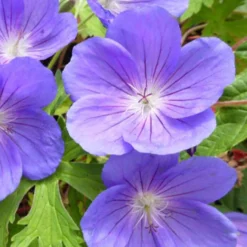 Staudengeranie Eureka Blue - Blau blüht den ganzen Sommer