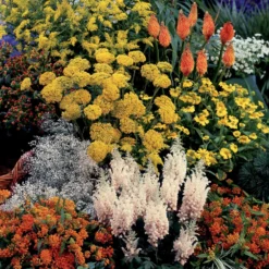 Stauden-Kollektion 'Fantaisie' (x14) - Ein Sommer voller Farben