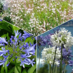 Stauden-Kollektion für Garten & Topf (x7) - Vielfalt blüht zuhause