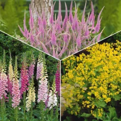 Stauden-Kollektion für Halbschatten (x9) - Spektakuläre Blüte, ländliche Atmosphäre