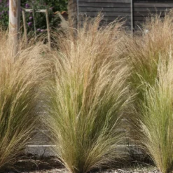 Stauden-Kollektion für modernes Outdoor-Design (x6) - Stilvolle Vielfalt im Freien