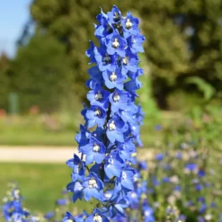 Stauden-Kollektion für naturnahe Beete (x11) - Blühende Vielfalt für Land
