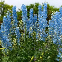Stauden-Kollektion für naturnahe Beete (x11) - Blühende Vielfalt für Land