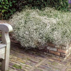 Stauden-Kollektion für naturnahe Beete (x11) - Blühende Vielfalt für Land