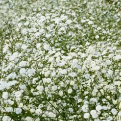Stauden-Kollektion für naturnahe Beete (x11) - Blühende Vielfalt für Land