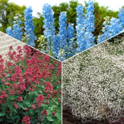 Stauden-Kollektion für naturnahe Beete (x11) - Blühende Vielfalt für Land