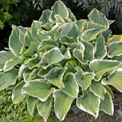 Stauden-Kollektion gemischt (x12) ca. 2 m² - Ein Beet, sofort voller Farbe