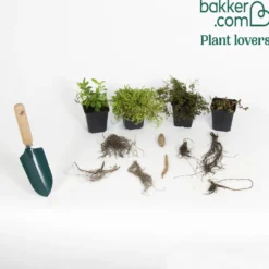 Stauden-Kollektion gemischt (x12) ca. 2 m² - Ein Beet, sofort voller Farbe