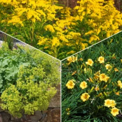 Stauden-Kollektion mit gelber Blüte (x11) - Bringen Sie Ihre Beete zum Strahlen