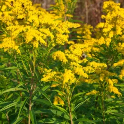 Stauden-Kollektion mit gelber Blüte (x11) - Bringen Sie Ihre Beete zum Strahlen