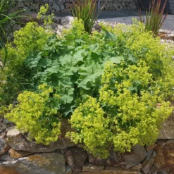 Stauden-Kollektion mit gelber Blüte (x11) - Bringen Sie Ihre Beete zum Strahlen