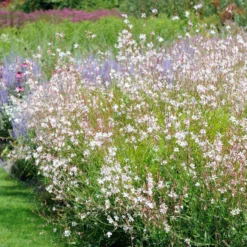 Stauden-Kollektion mit weißen Blüten (x9) - Leuchtend und elegant