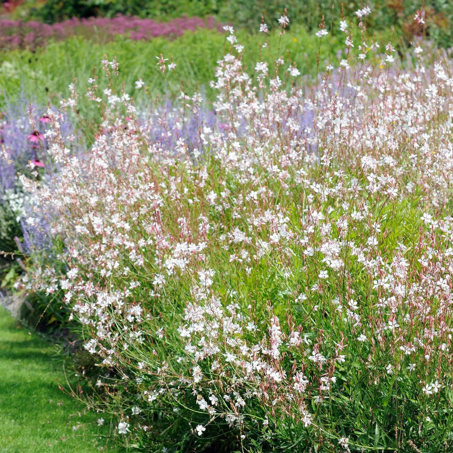 Stauden-Kollektion mit weißen Blüten (x9) - Leuchtend und elegant