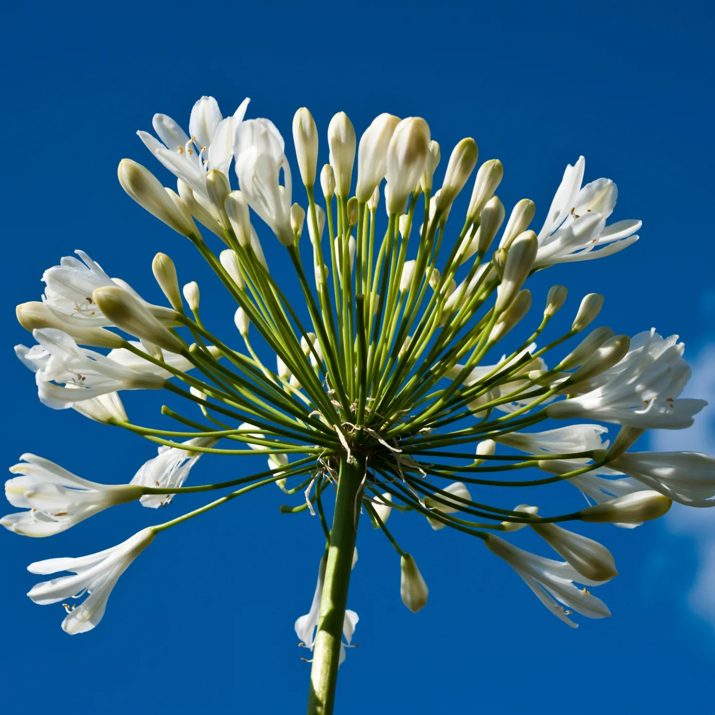Stauden-Kollektion mit weißen Blüten (x9) - Leuchtend und elegant