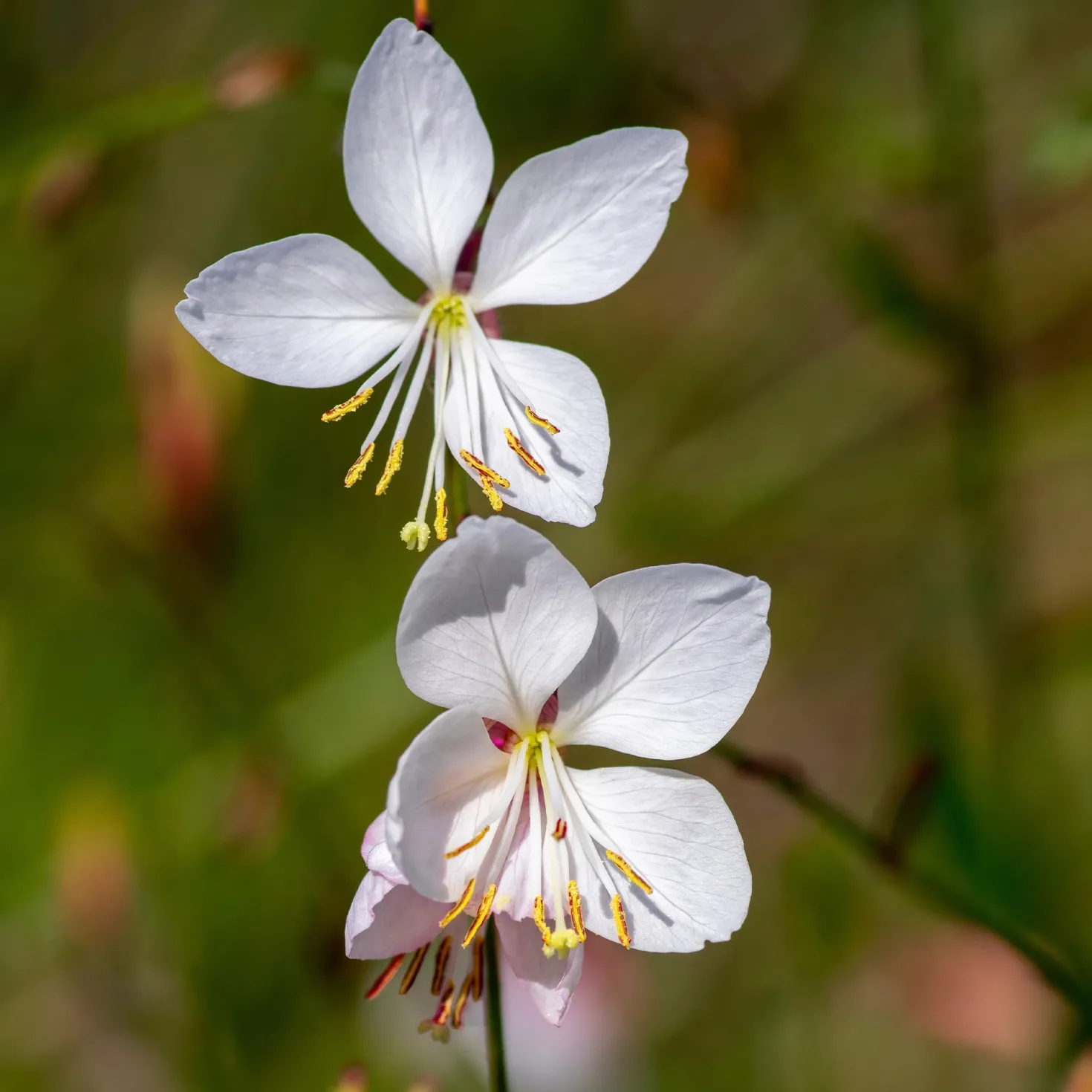 Stauden-Kollektion mit weißen Blüten (x9) - Leuchtend und elegant