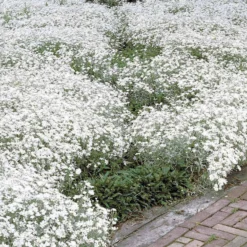 Stauden-Kollektion mit weißen Blüten (x9) - Leuchtend und elegant
