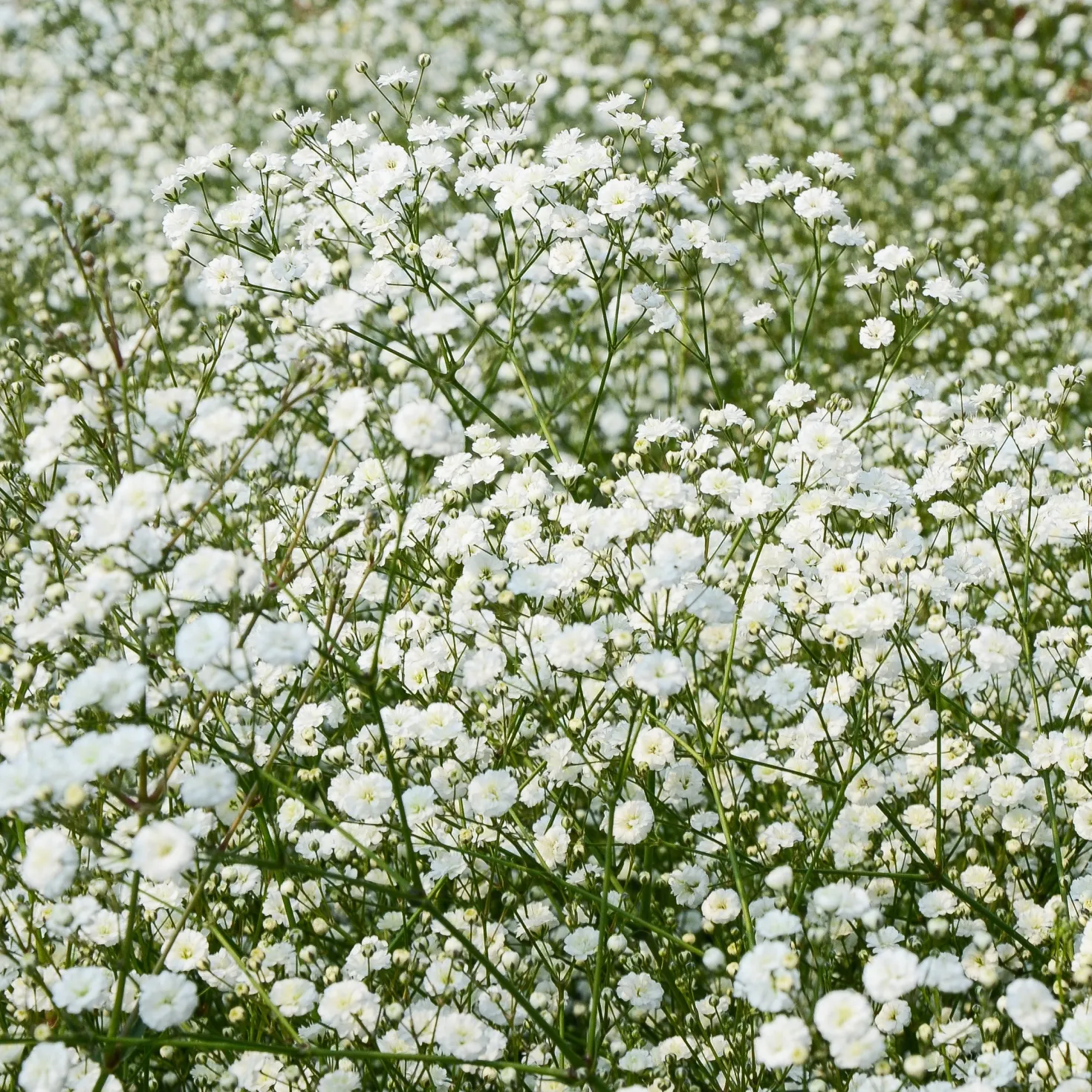 Stauden-Kollektion (x15) - Fertiges Blütenbeet in Farbe