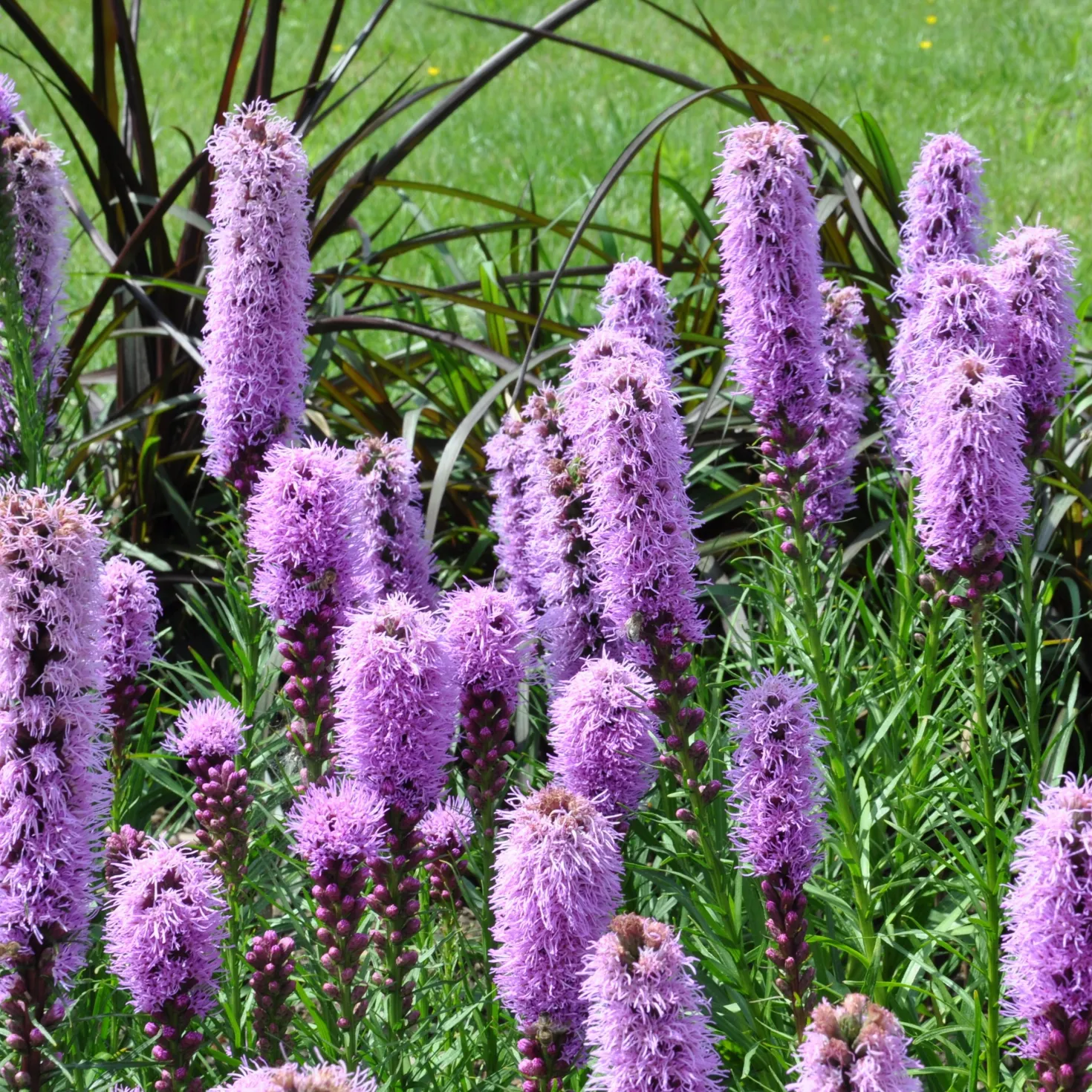Stauden-Kollektion (x15) - Fertiges Blütenbeet in Farbe