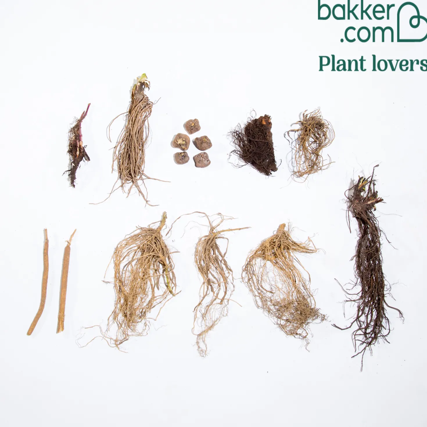 Stauden-Kollektion (x15) - Fertiges Blütenbeet in Farbe