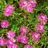 Stauden Mittagsblume - Blütenteppich in Pink