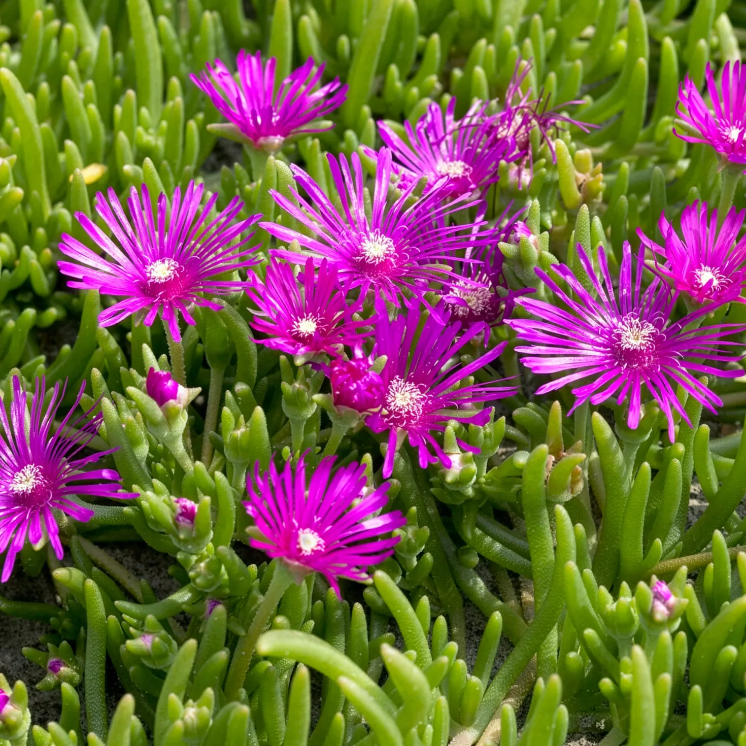 Stauden Mittagsblume - Blütenteppich in Pink