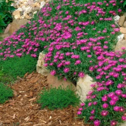 Stauden Mittagsblume - Blütenteppich in Pink
