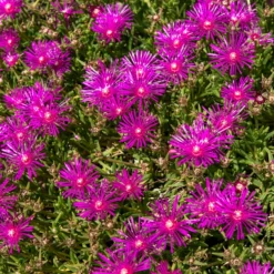 Stauden Mittagsblume - Blütenteppich in Pink