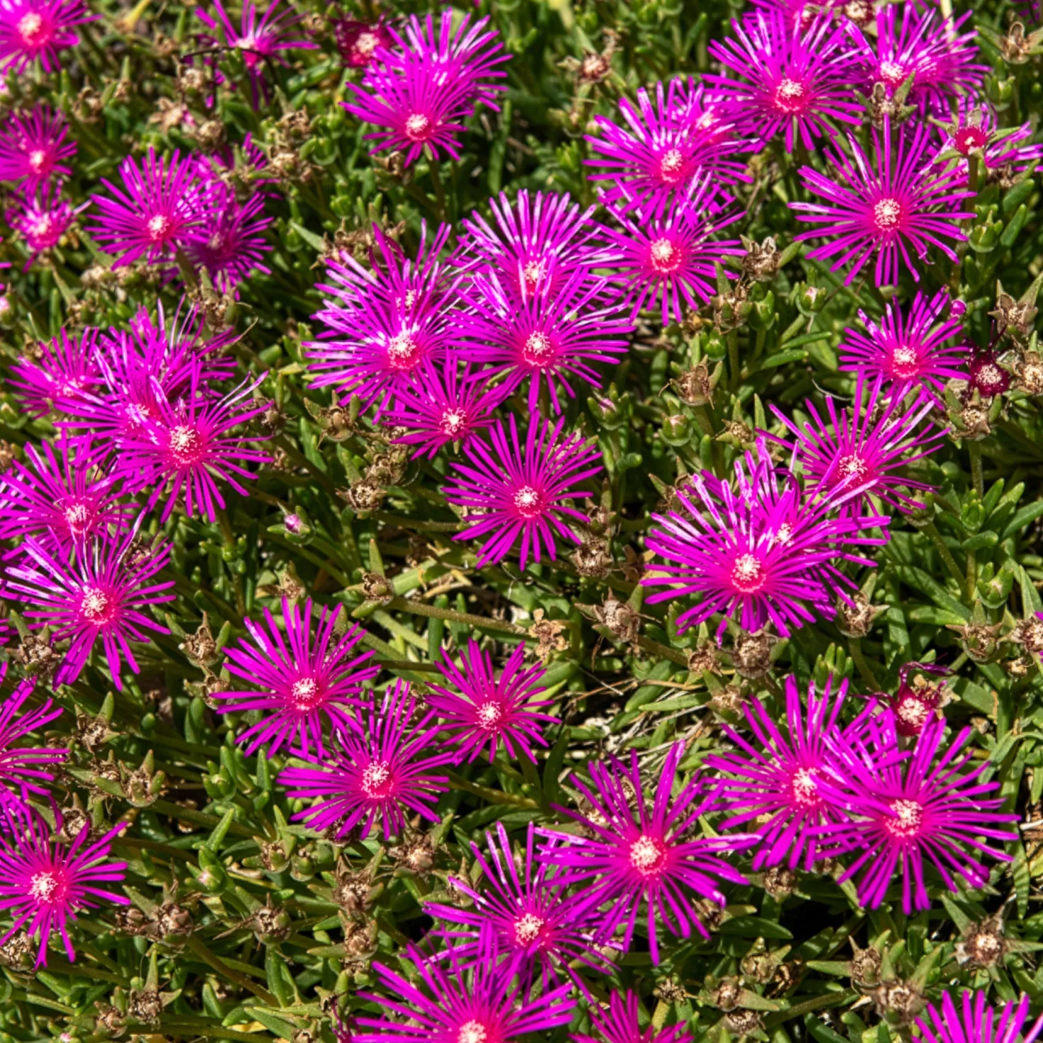 Stauden Mittagsblume - Blütenteppich in Pink