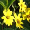 Stauden Sonnenblume Giganteus - Bis 2 m gelbe Blütenpracht