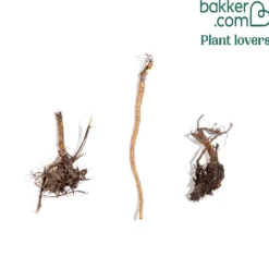 Stauden (2 Sonnenhüte + 1 Distel) (x3) - Sonniges Beet im Handumdrehen
