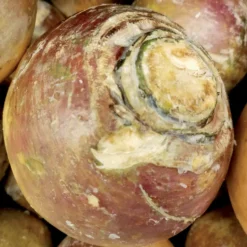 Steckrübe ‘Champion’ - Ernte satt für den Herbst