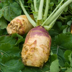 Steckrübe ‘Champion’ - Ernte satt für den Herbst