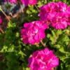 Stehende Geranie 'Dark Lilac' - Seltenes Lila am Balkon