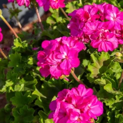 Stehende Geranie 'Dark Lilac' - Seltenes Lila am Balkon