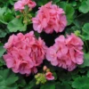 Stehende Geranie rosa - Blüten von Mai bis Oktober
