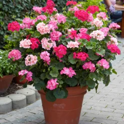 Stehende Geranie rosa - Blüten von Mai bis Oktober