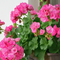Stehende Geranie rosa - Blüten von Mai bis Oktober