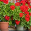 Stehgeranie rot - Roter Balkon in Sekunden