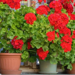 Stehgeranie rot - Roter Balkon in Sekunden