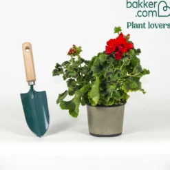 Stehgeranie rot - Roter Balkon in Sekunden