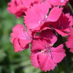 Steinnelke 'Badenia' - Blütenteppich in Fuchsia