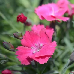 Steinnelke 'Badenia' - Blütenteppich in Fuchsia